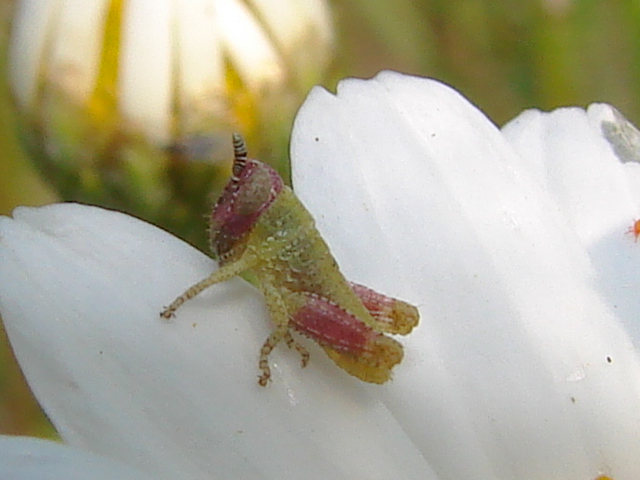 Pezotettix giornai, neanide (Orthoptera, Acrididae)